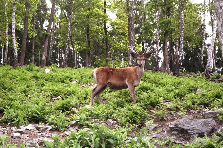 biche-cerf-parc-coo