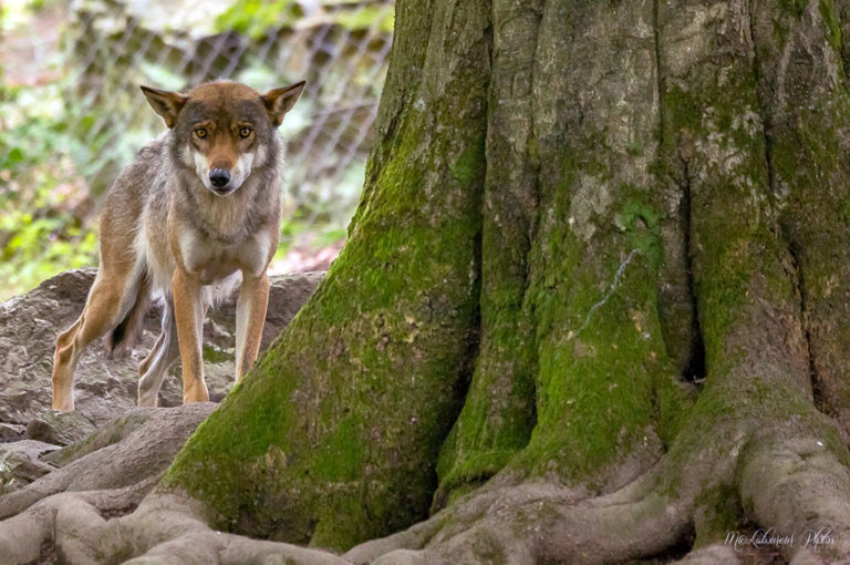 loup-ardennes